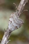 Aplocera efformata/plagiata