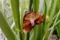 Plagodis dolabraria