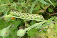 Cucullia calendulae