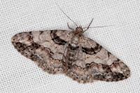 Cleora cinctaria