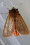 Phragmatobia fuliginosa
