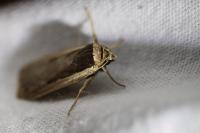 Ochropleura leucogaster
