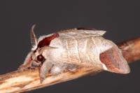 Clostera curtula