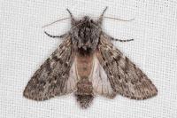 Dicranura ulmi