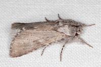 Dicranura ulmi