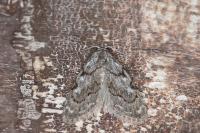 Nola confusalis