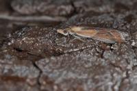 Ancylosis cinnamomella