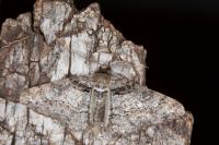 Cleora cinctaria