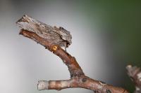 Egira conspicillaris