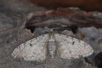 Eupithecia indigata