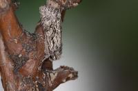 Xylocampa areola