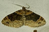 Xanthorhoe ferrugata