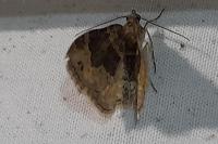 Xanthorhoe ferrugata