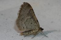 Xanthorhoe ferrugata