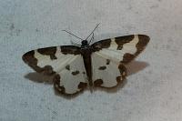 Lomaspilis marginata