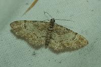 Gymnoscelis rufifasciata