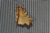 Selenia dentaria