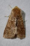 Orthosia miniosa