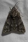 Acronicta rumicis