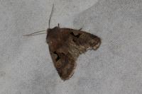 Orthosia gothica