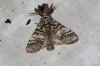 Drymonia ruficornis