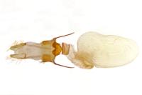 Caradrina flavirena