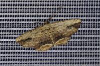 Menophra abruptaria