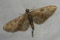Eupithecia abbreviata