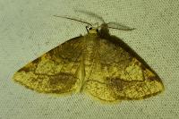Stegania trimaculata