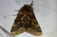 Lycia hirtaria