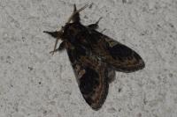 Notodonta tritophus