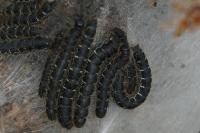 Eriogaster lanestris