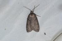 Pachycnemia hippocastanaria hippocastanaria