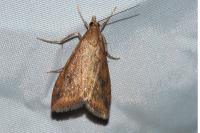 Udea ferrugalis