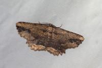 Menophra abruptaria