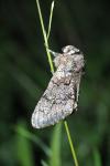 Biston strataria
