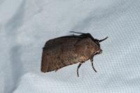 Spudaea ruticilla