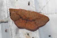 Cyclophora puppillaria