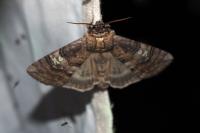 Tethea ocularis
