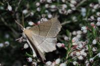 Gerinia honoraria