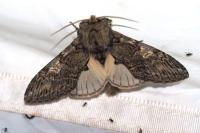 Peridea anceps