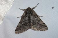 Lycia hirtaria