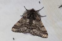 Lycia hirtaria