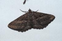 Rhoptria asperaria