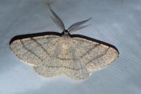 Adactylotis gesticularia
