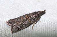 Acrobasis obliqua
