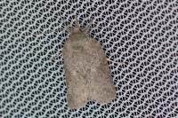 Nycteola columbana