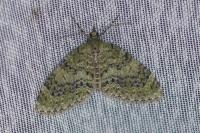 Acasis viretata