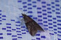 Acrobasis obliqua