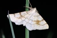 Adactylotis contaminaria